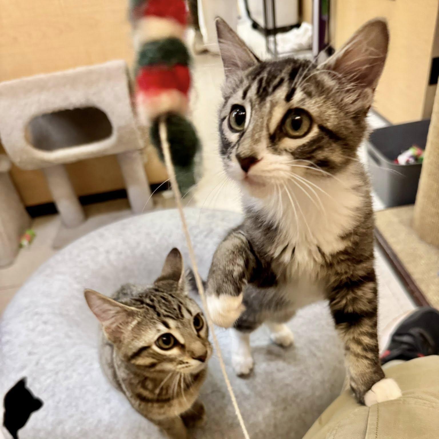 Roscoe, the Prettiest Girl on Petfinder!