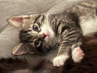 Roscoe, the Prettiest Girl on Petfinder!