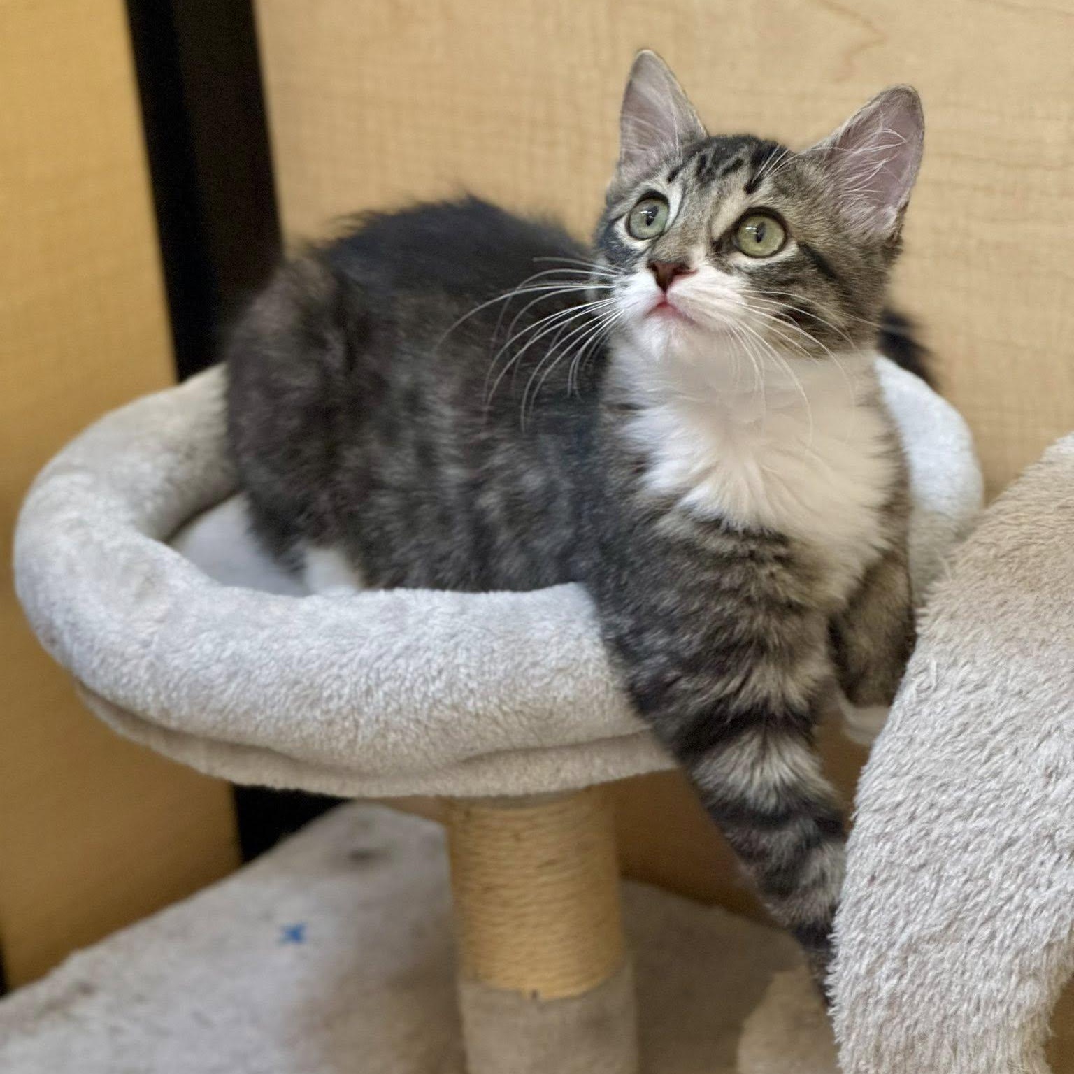 Roscoe, the Prettiest Girl on Petfinder!