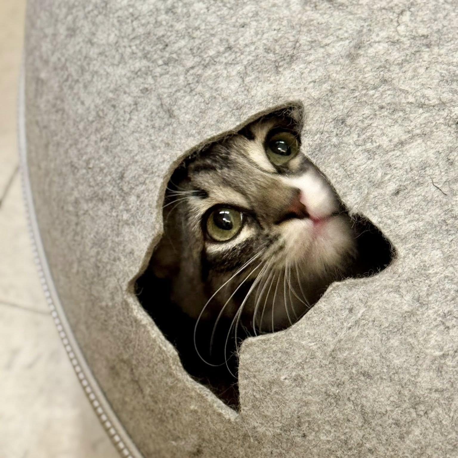 Roscoe, the Prettiest Girl on Petfinder!