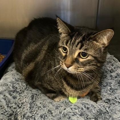 Enlarge Luna, a Adoptable Domestic Short Hair in Chehalis, WA image 1/1