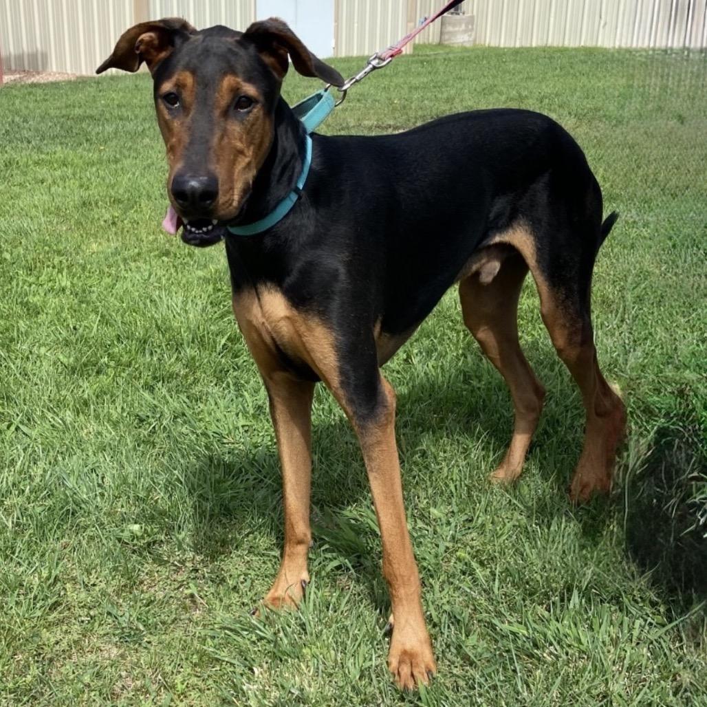 Peanut, Adoptable, Adult Male Doberman Pinscher & Mixed Breed.