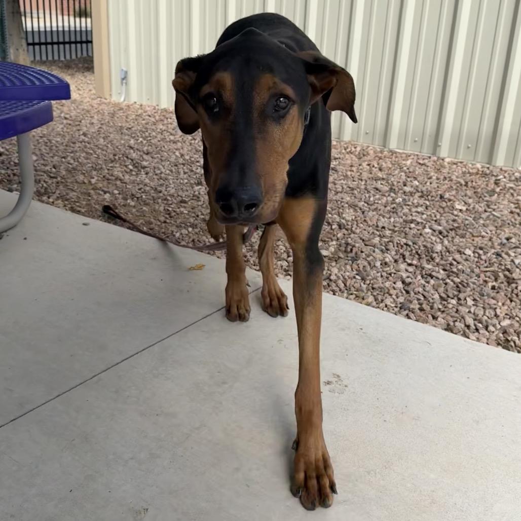 Enlarge Peanut, a Adoptable mixed breed in Albuquerque, NM image 2/6