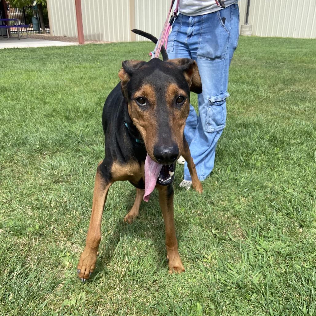 Enlarge Peanut, a Adoptable mixed breed in Albuquerque, NM image 3/6