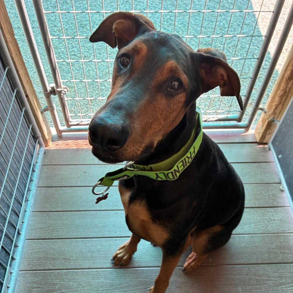Enlarge Peanut, a Adoptable mixed breed in Albuquerque, NM image 4/6
