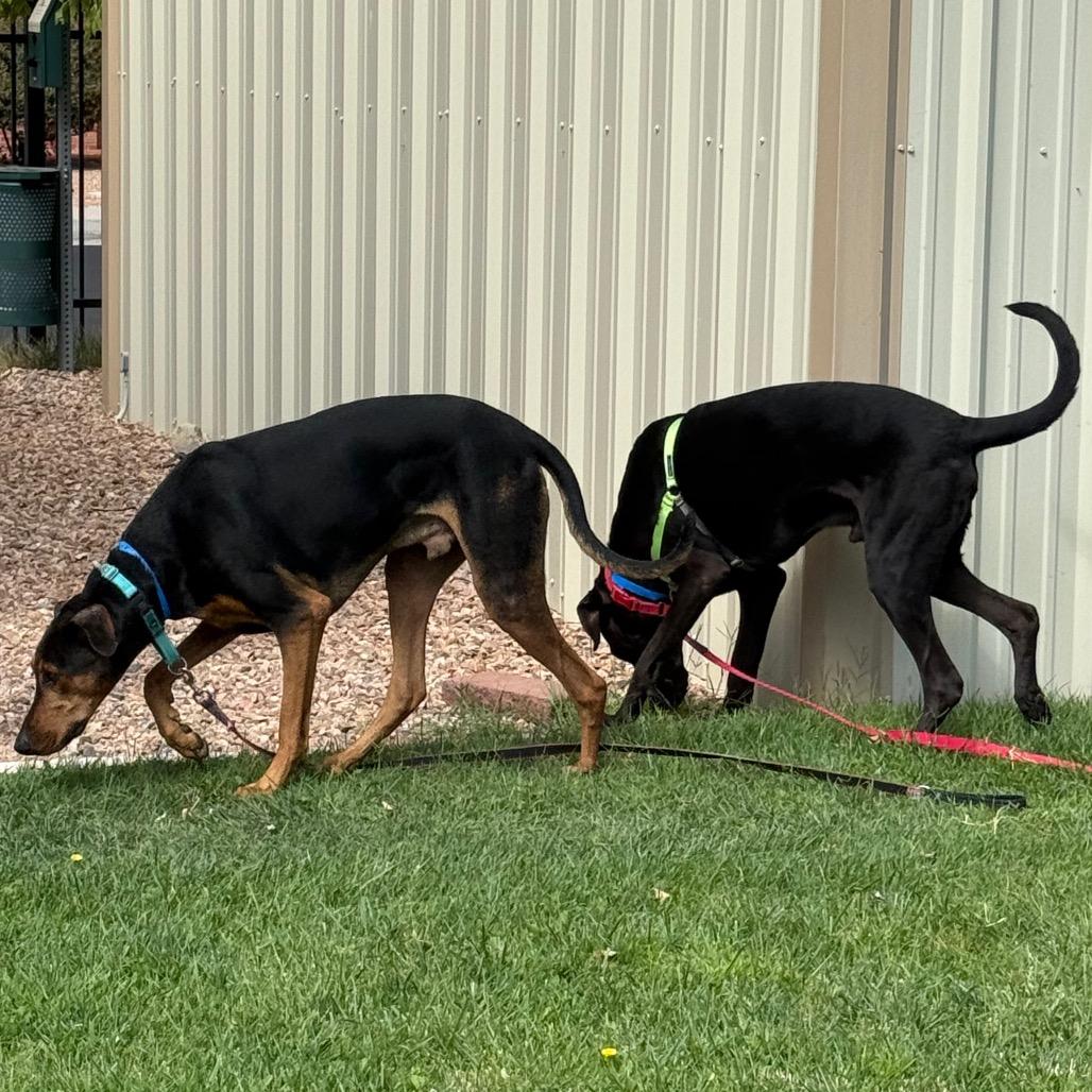 Enlarge Peanut, a Adoptable mixed breed in Albuquerque, NM image 5/6