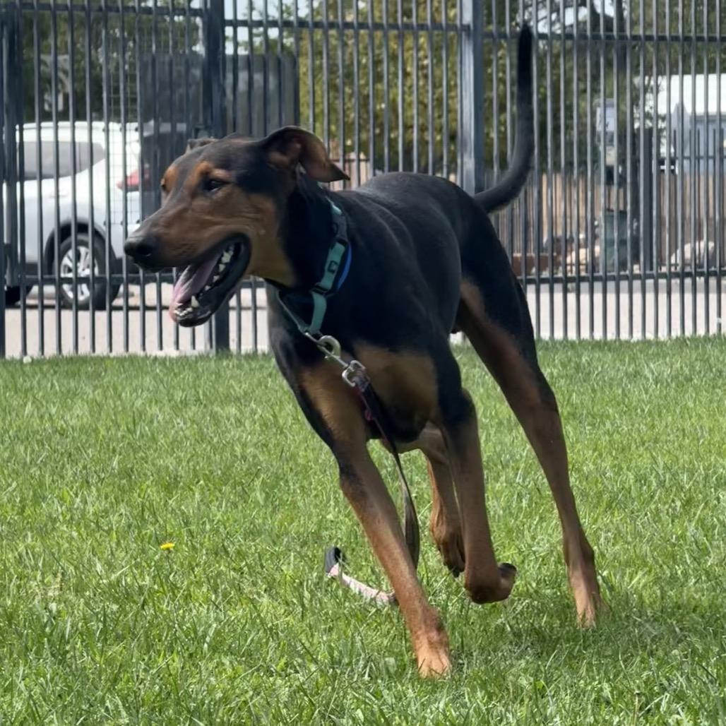 Enlarge Peanut, a Adoptable mixed breed in Albuquerque, NM image 6/6