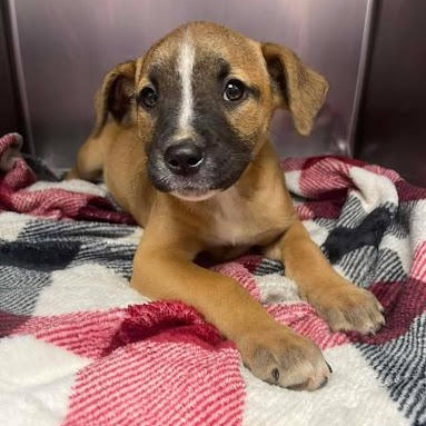 Layla, ADOPTABLE, Puppy Female Boxer.