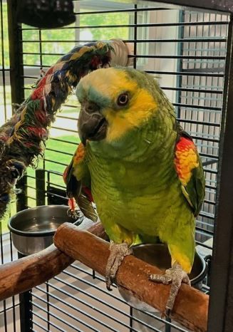 Enlarge Buckle, a Adoptable Amazon in Branford, CT image 1/1