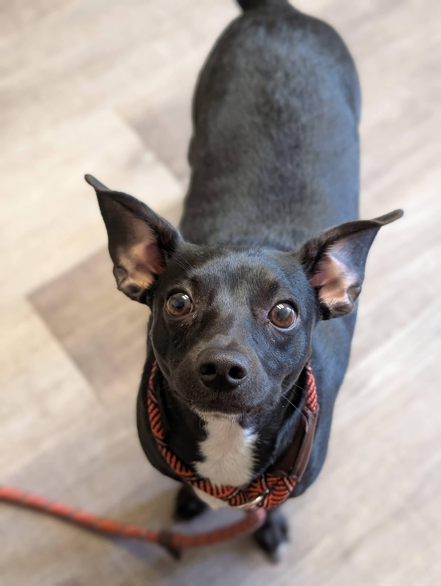 POOKIE 425, a ADOPTABLE mixed breed in Milwaukee, WI image 3/5