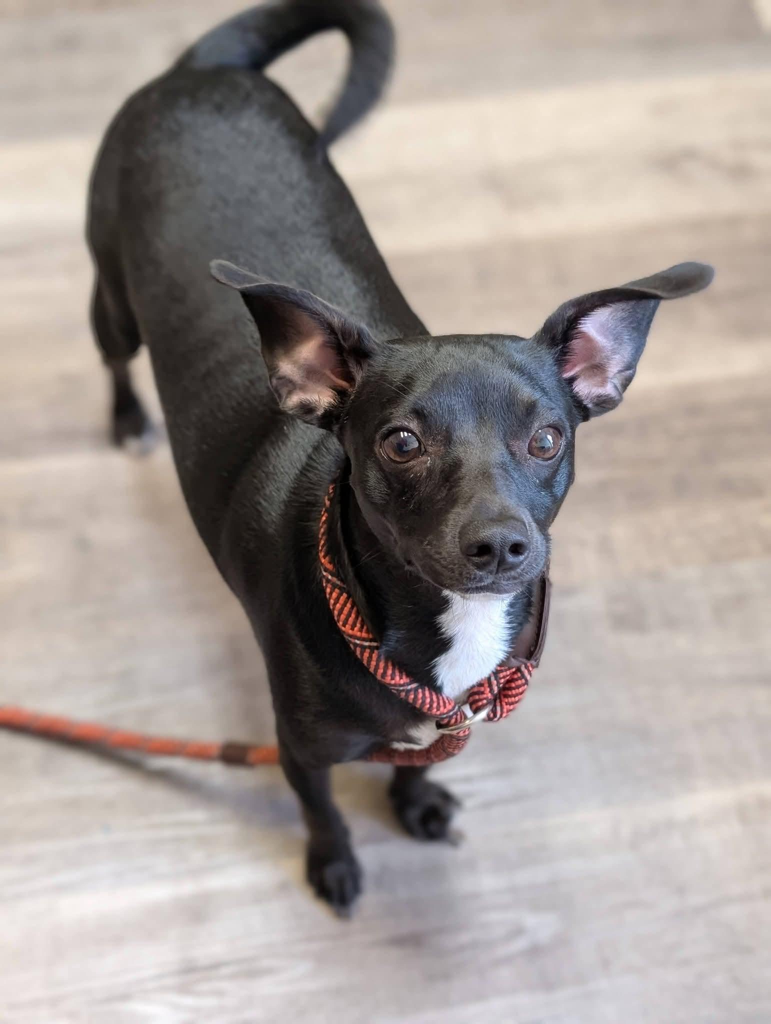 POOKIE 425, a ADOPTABLE mixed breed in Milwaukee, WI image 4/5