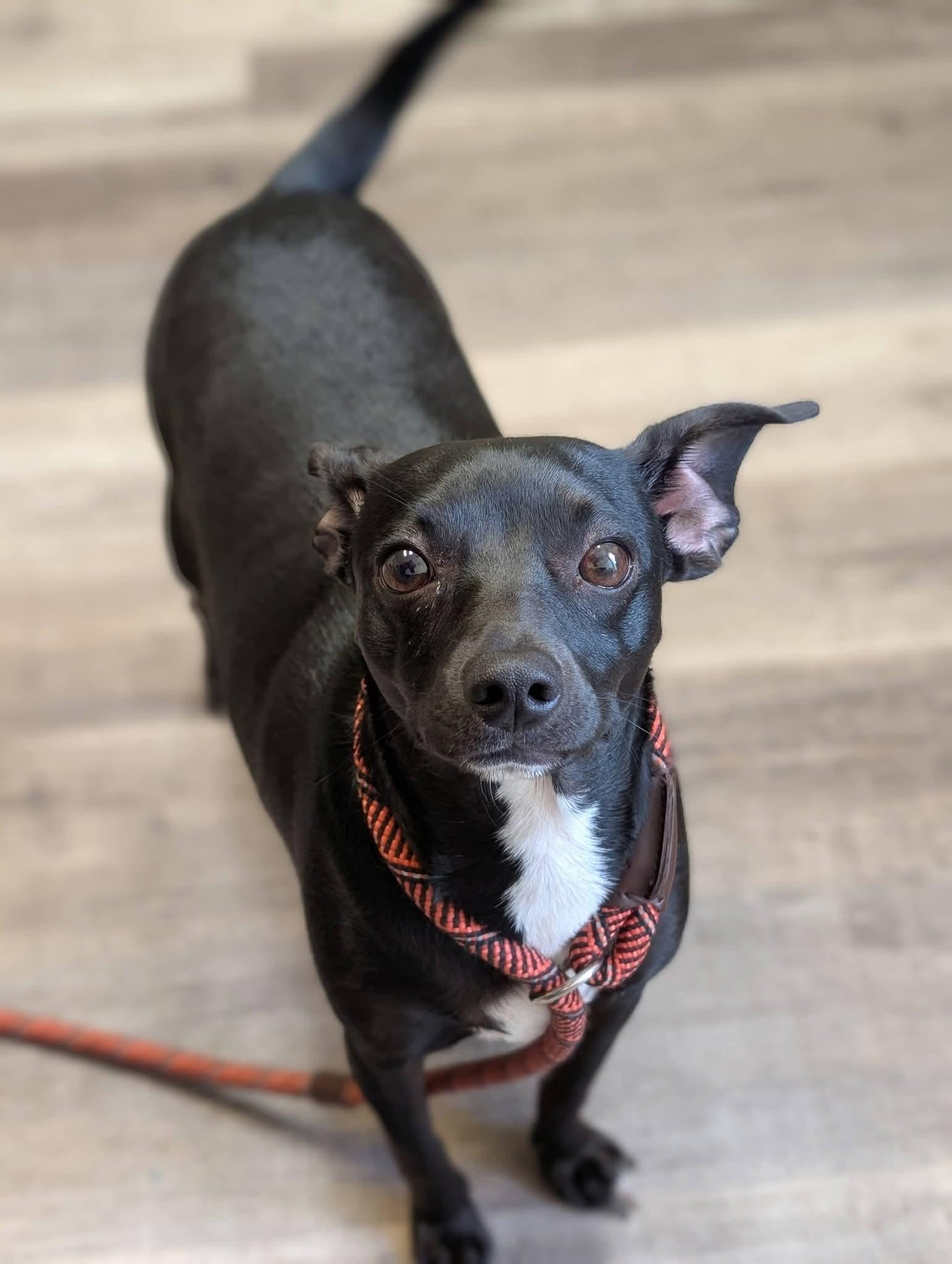 POOKIE 425, a ADOPTABLE mixed breed in Milwaukee, WI image 1/5