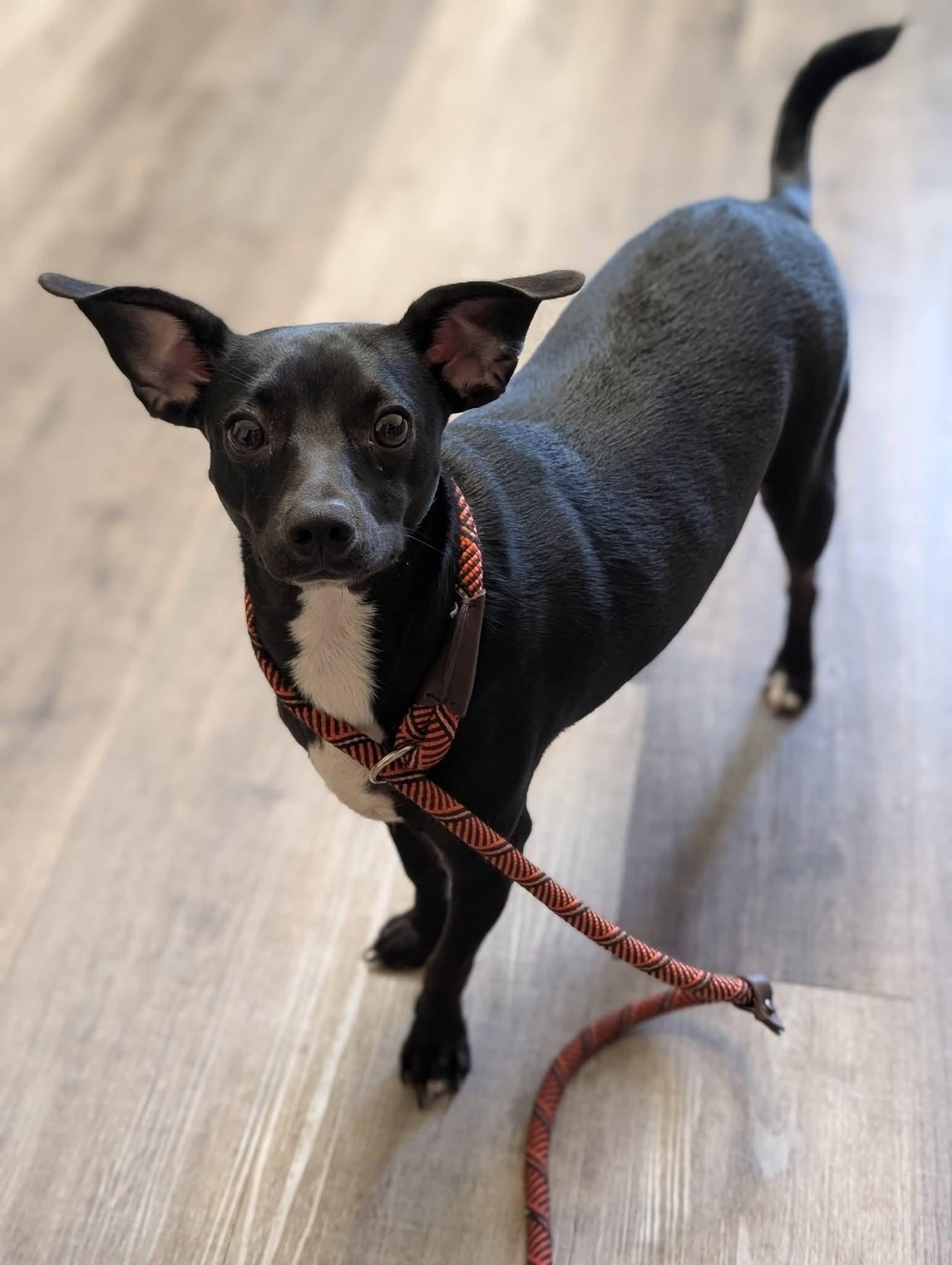 POOKIE 425, a ADOPTABLE mixed breed in Milwaukee, WI image 2/5