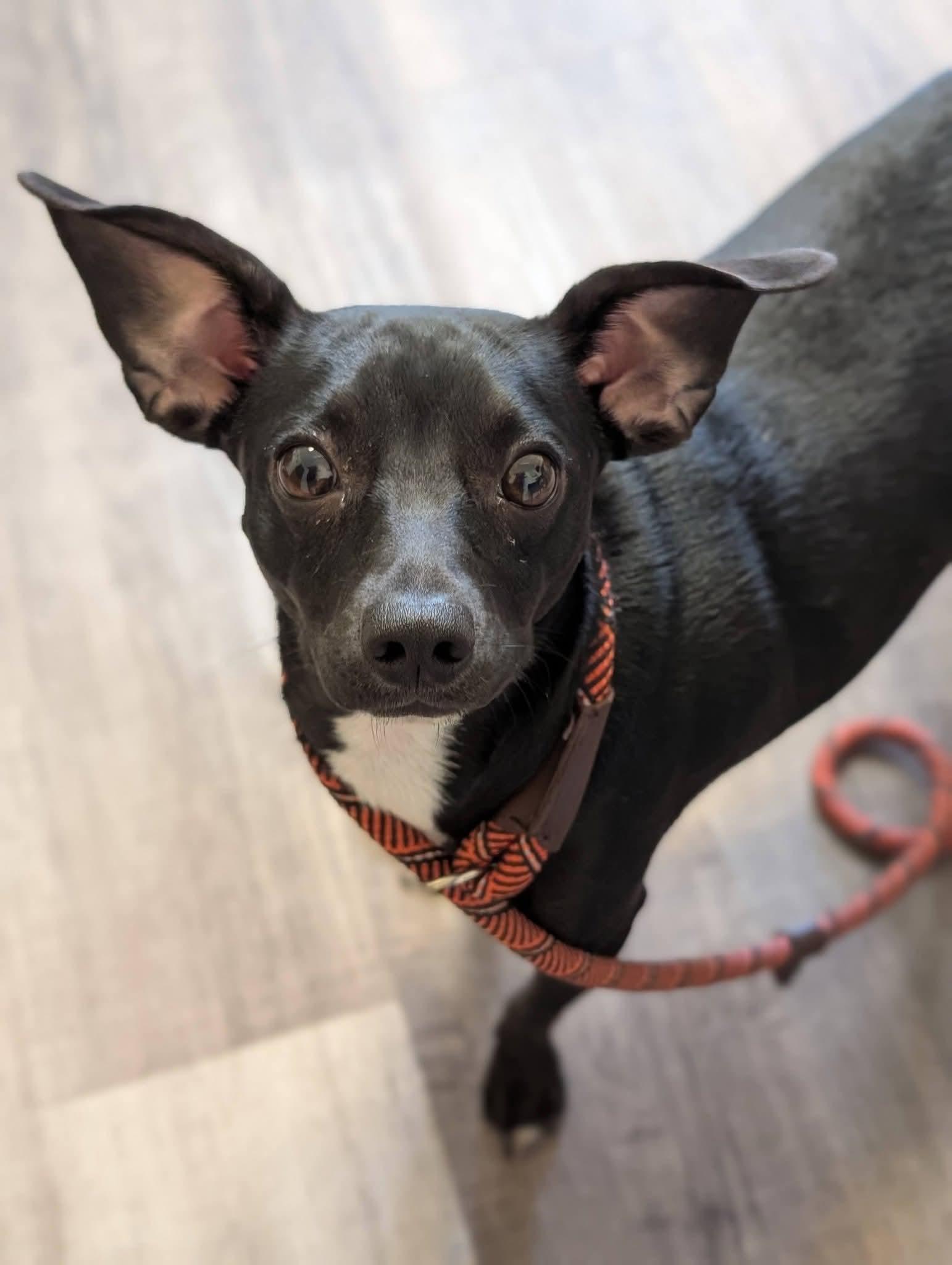 POOKIE 425, a ADOPTABLE mixed breed in Milwaukee, WI image 5/5
