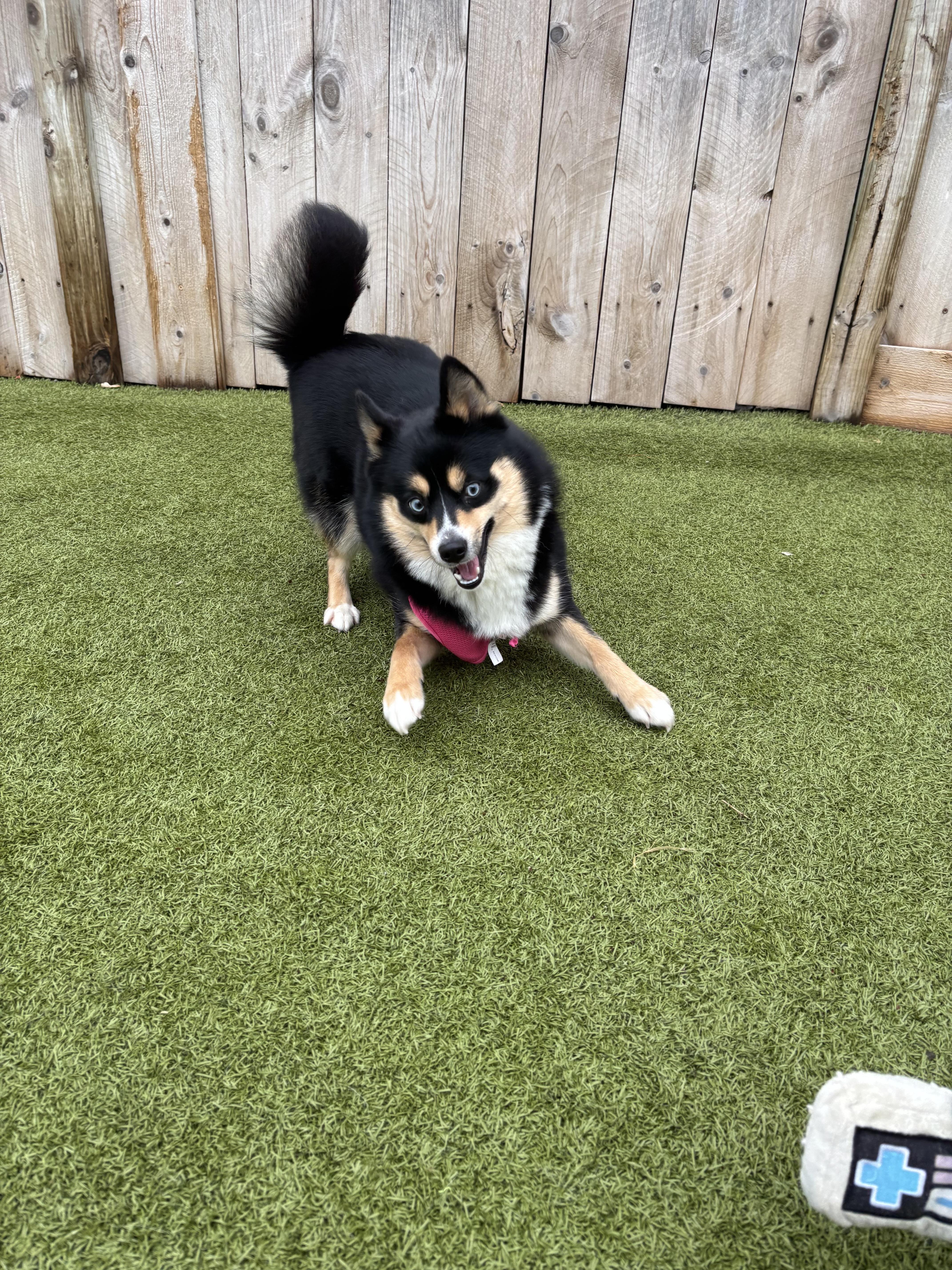 Enlarge Clover, a ADOPTABLE Pomsky in Vernon Hills, IL image 3/3