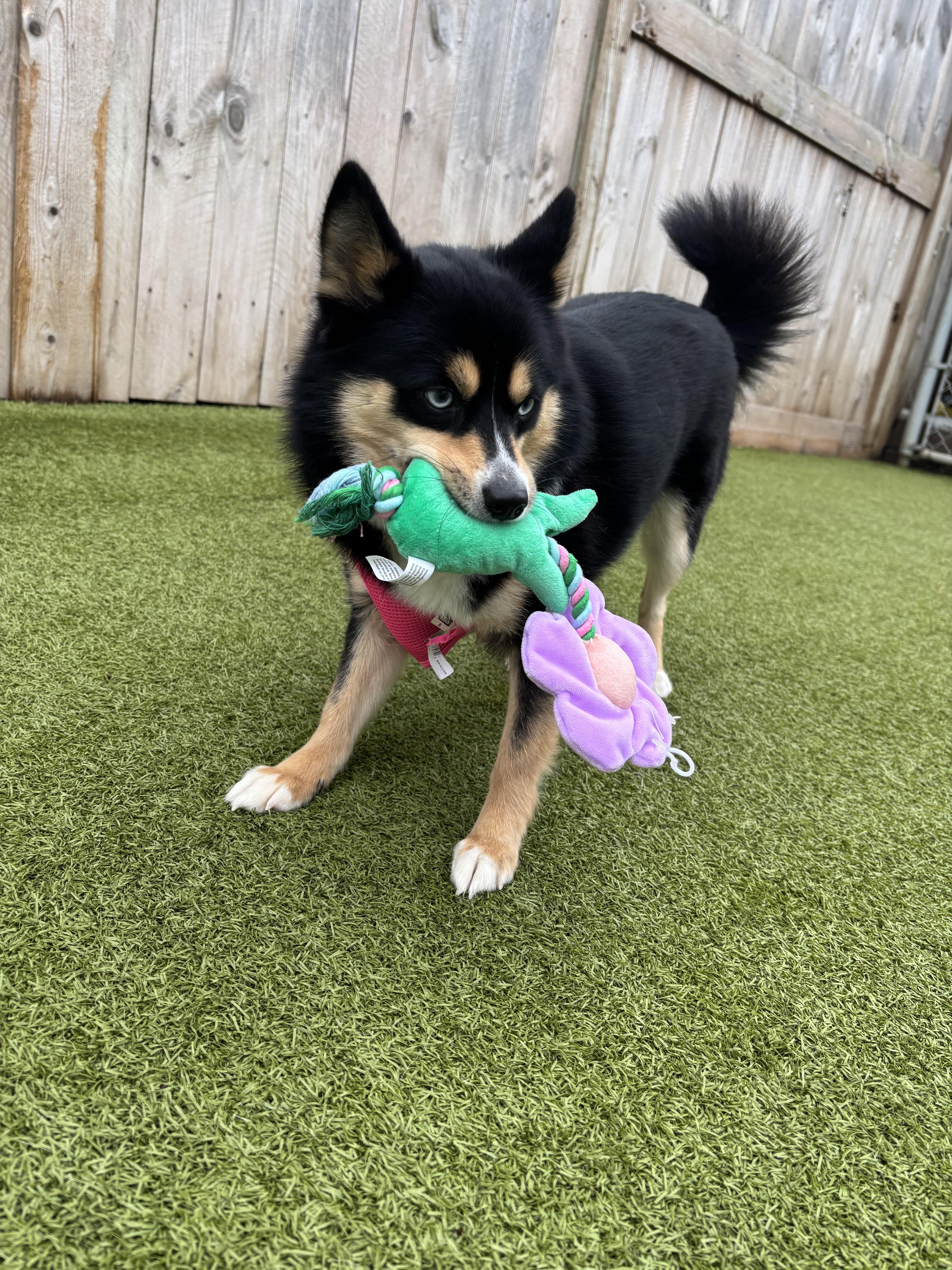 Enlarge Clover, a ADOPTABLE Pomsky in Vernon Hills, IL image 2/3
