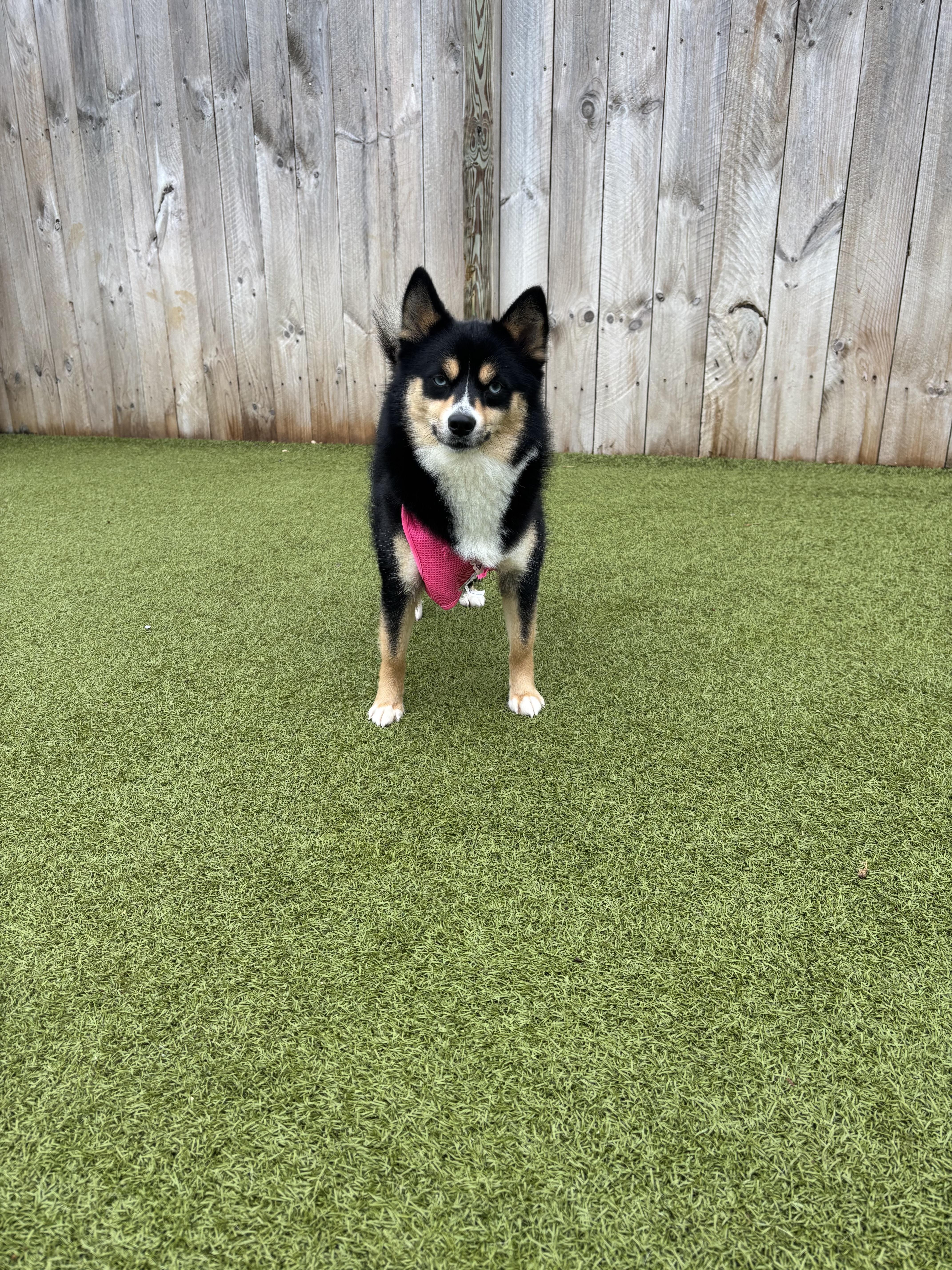 Enlarge Clover, a ADOPTABLE Pomsky in Vernon Hills, IL image 1/3