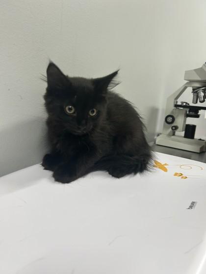 Blake at PetSmart in Athens, GA, Adoptable, Kitten Male Domestic Medium Hair.