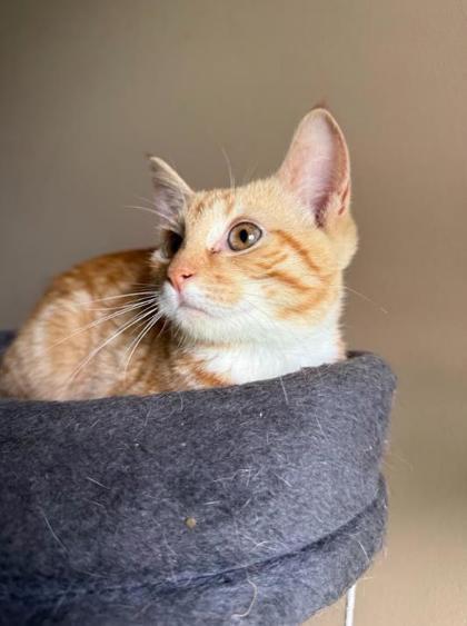 Enlarge Orangejello, a Adoptable mixed breed in Berwick, PA image 1/1
