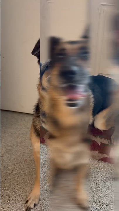Enlarge Kona, a Adopted German Shepherd Dog in Monson, MA video 1/1