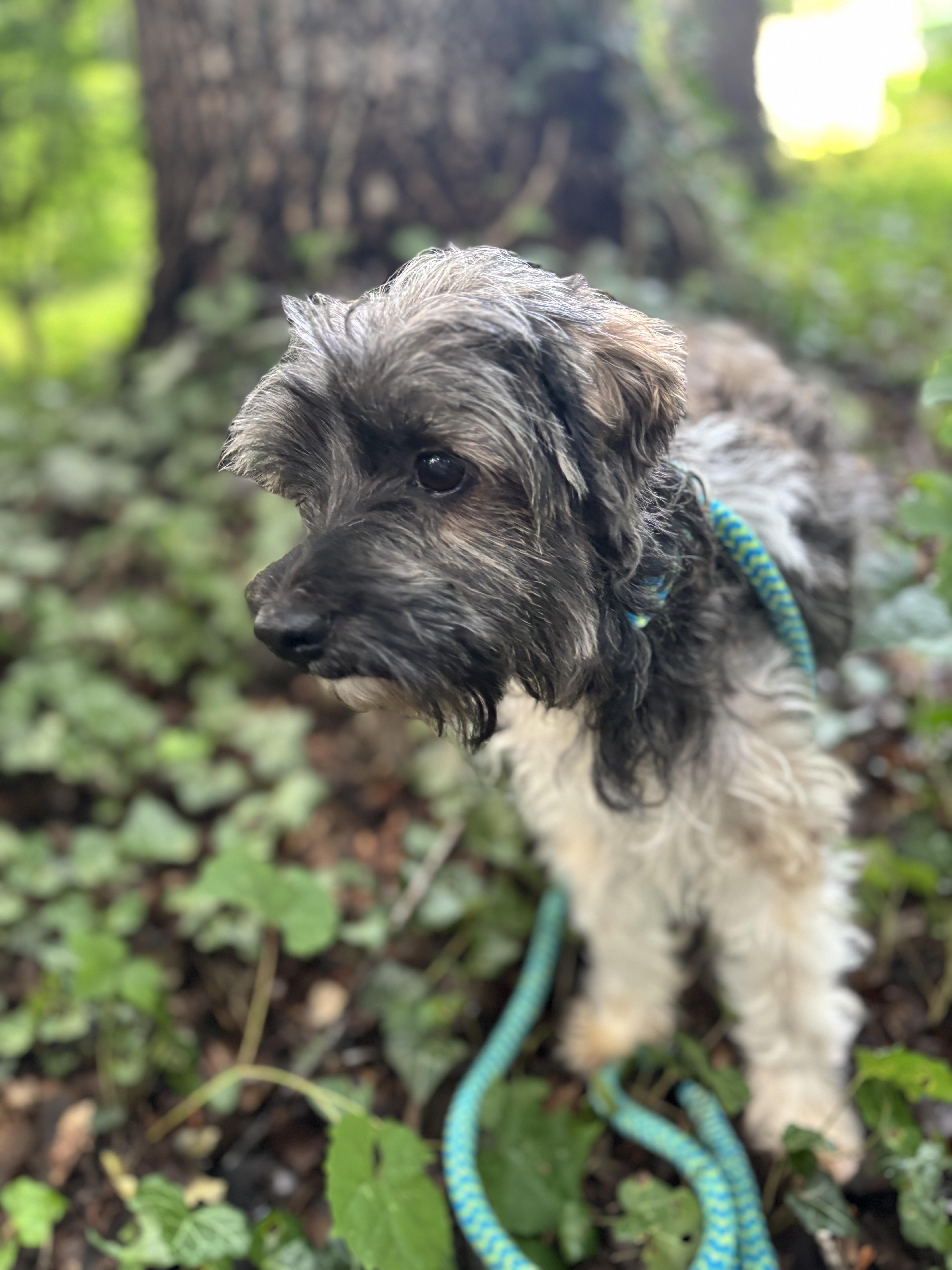 Bella, a Adoptable Yorkie Poo in Waldorf, MD image 6/6