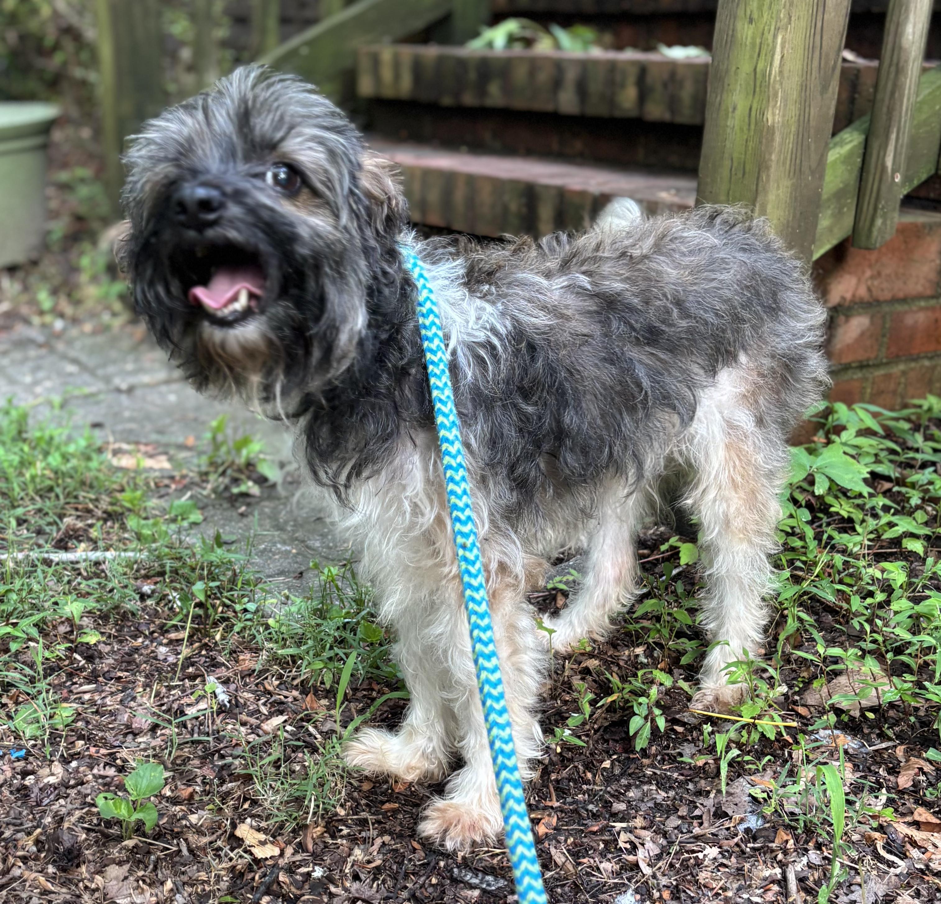 Bella, a Adoptable Yorkie Poo in Waldorf, MD image 5/6
