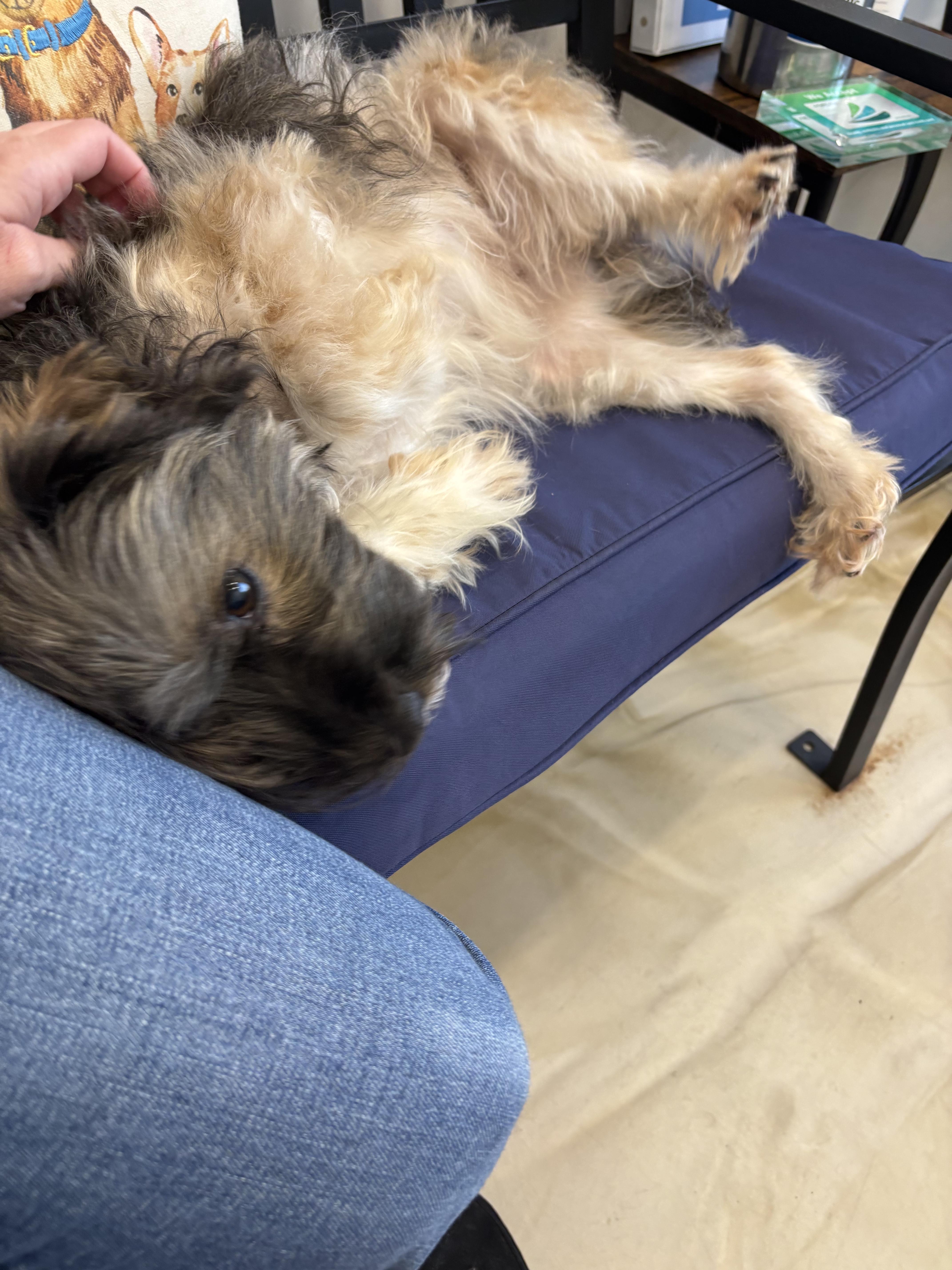 Bella, a Adoptable Yorkie Poo in Waldorf, MD image 3/6