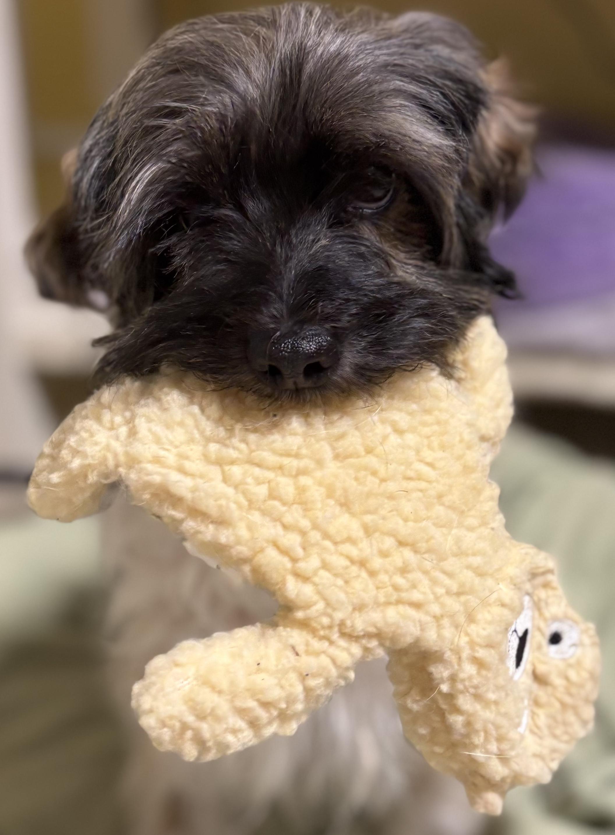Bella, a Adoptable Yorkie Poo in Waldorf, MD image 4/6