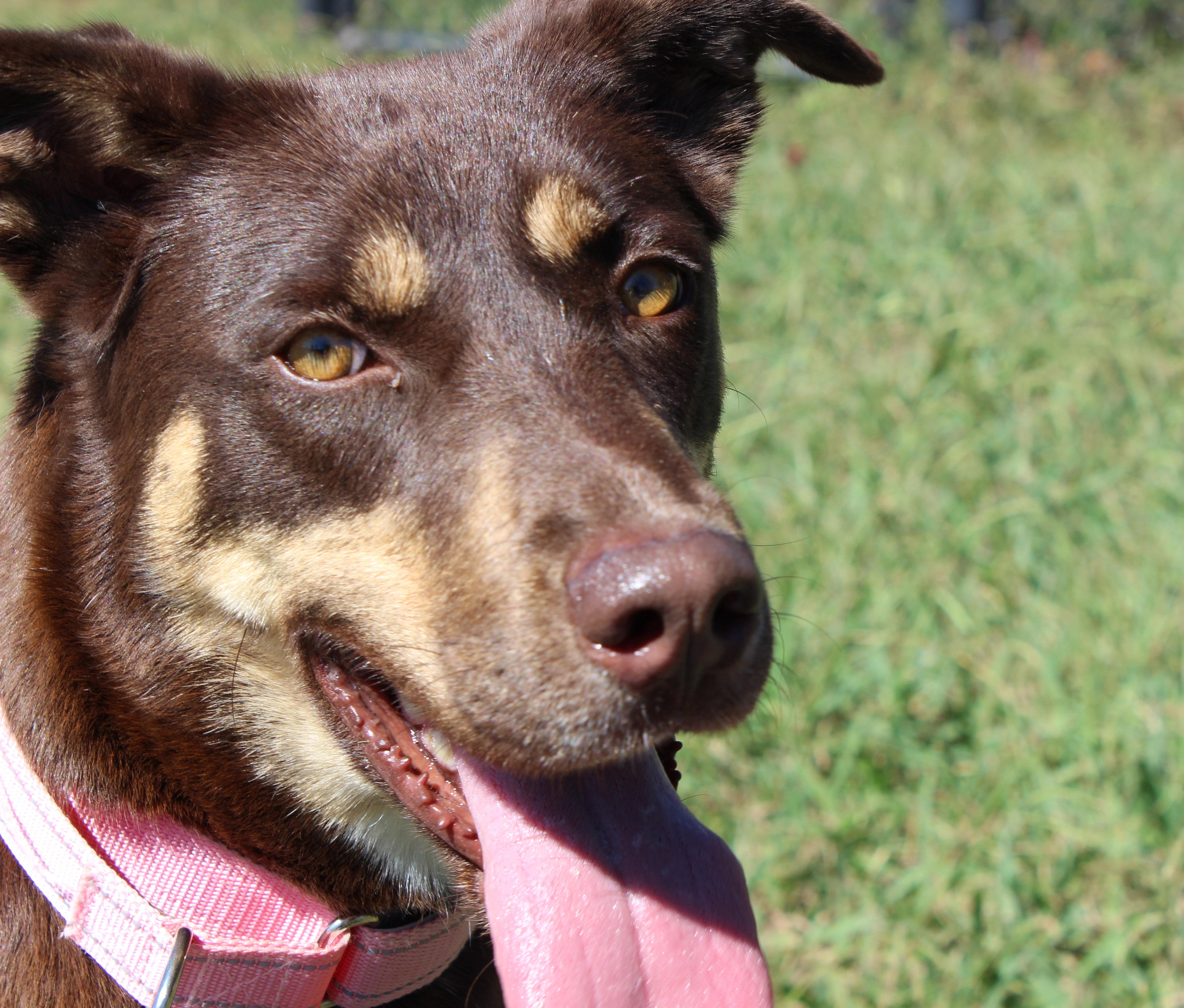 Luna, Adopted, Young Female Shepherd.