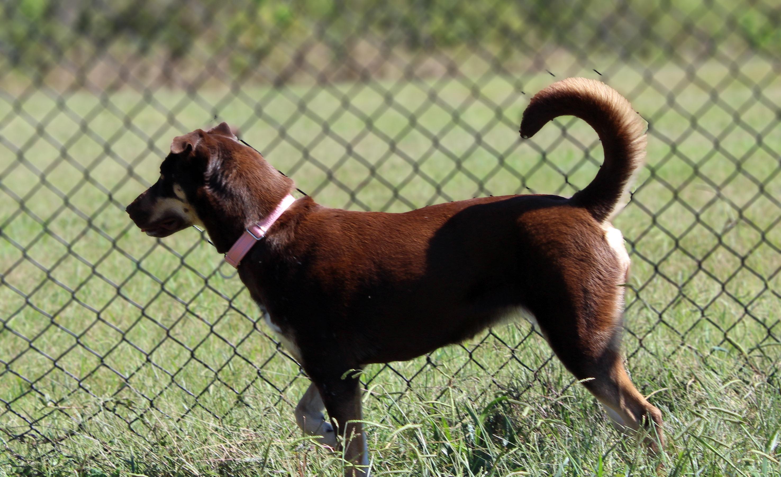Enlarge Luna, a Adopted mixed breed in Lebanon, TN image 4/5