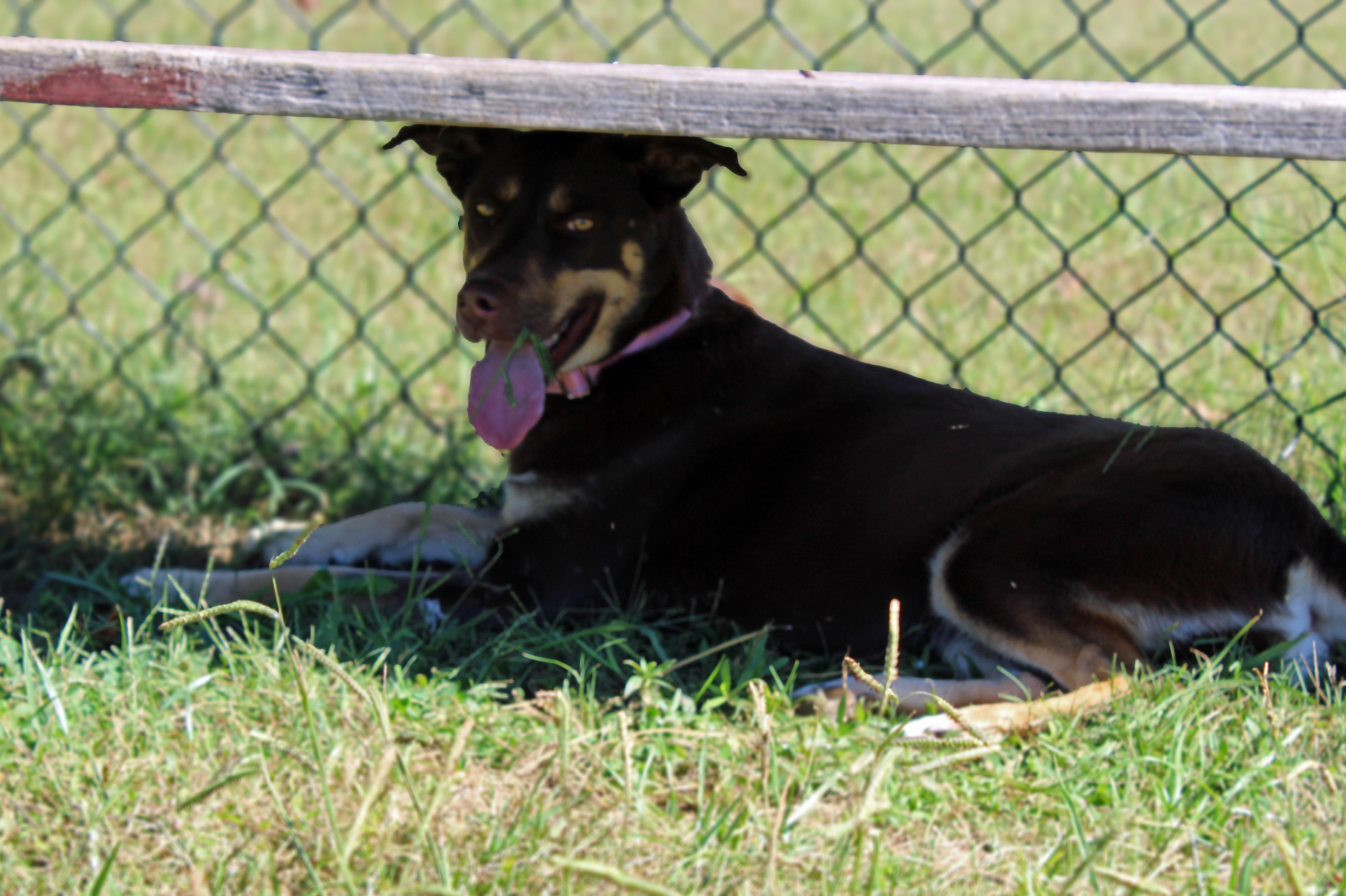 Enlarge Luna, a Adopted mixed breed in Lebanon, TN image 5/5