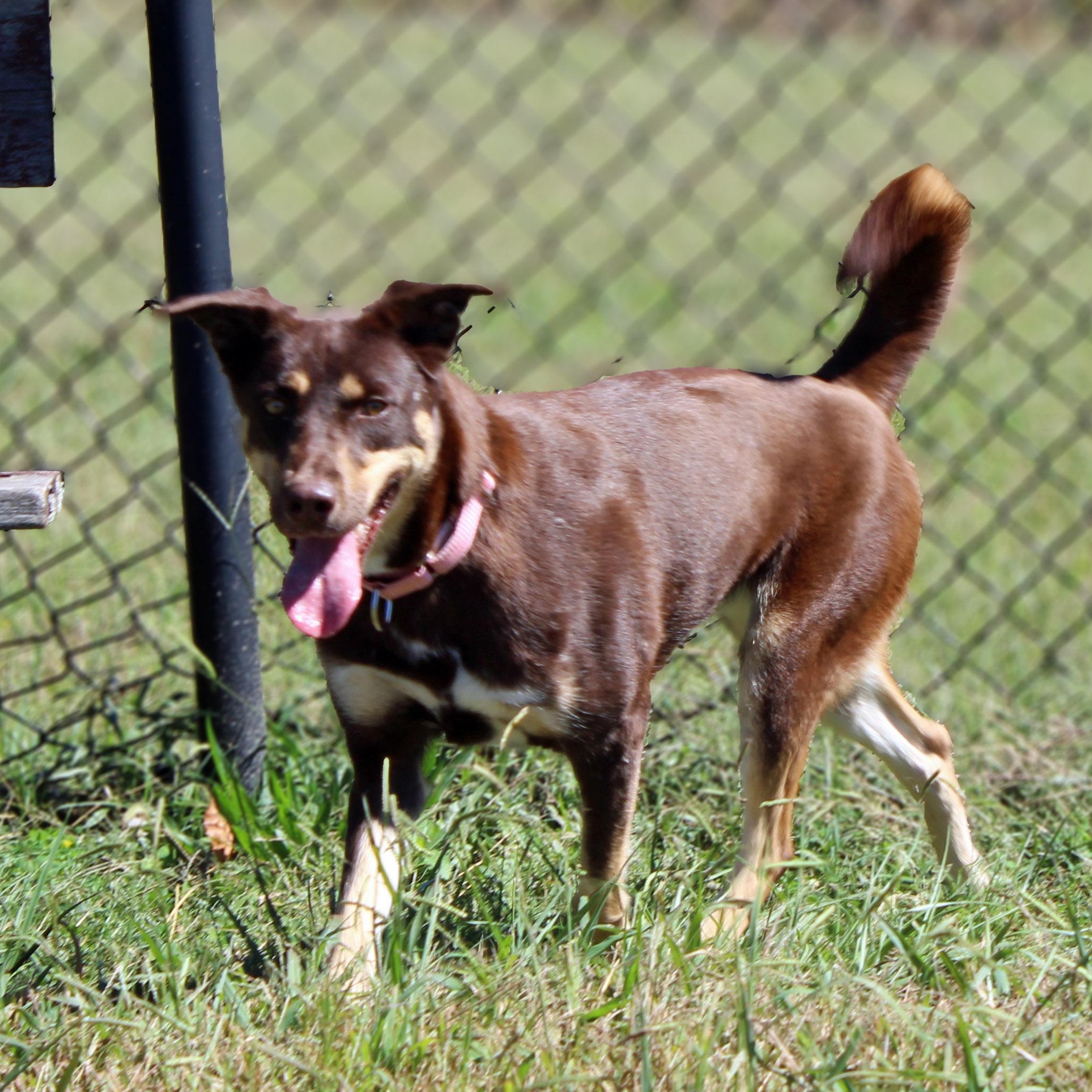 Enlarge Luna, a Adopted mixed breed in Lebanon, TN image 2/5