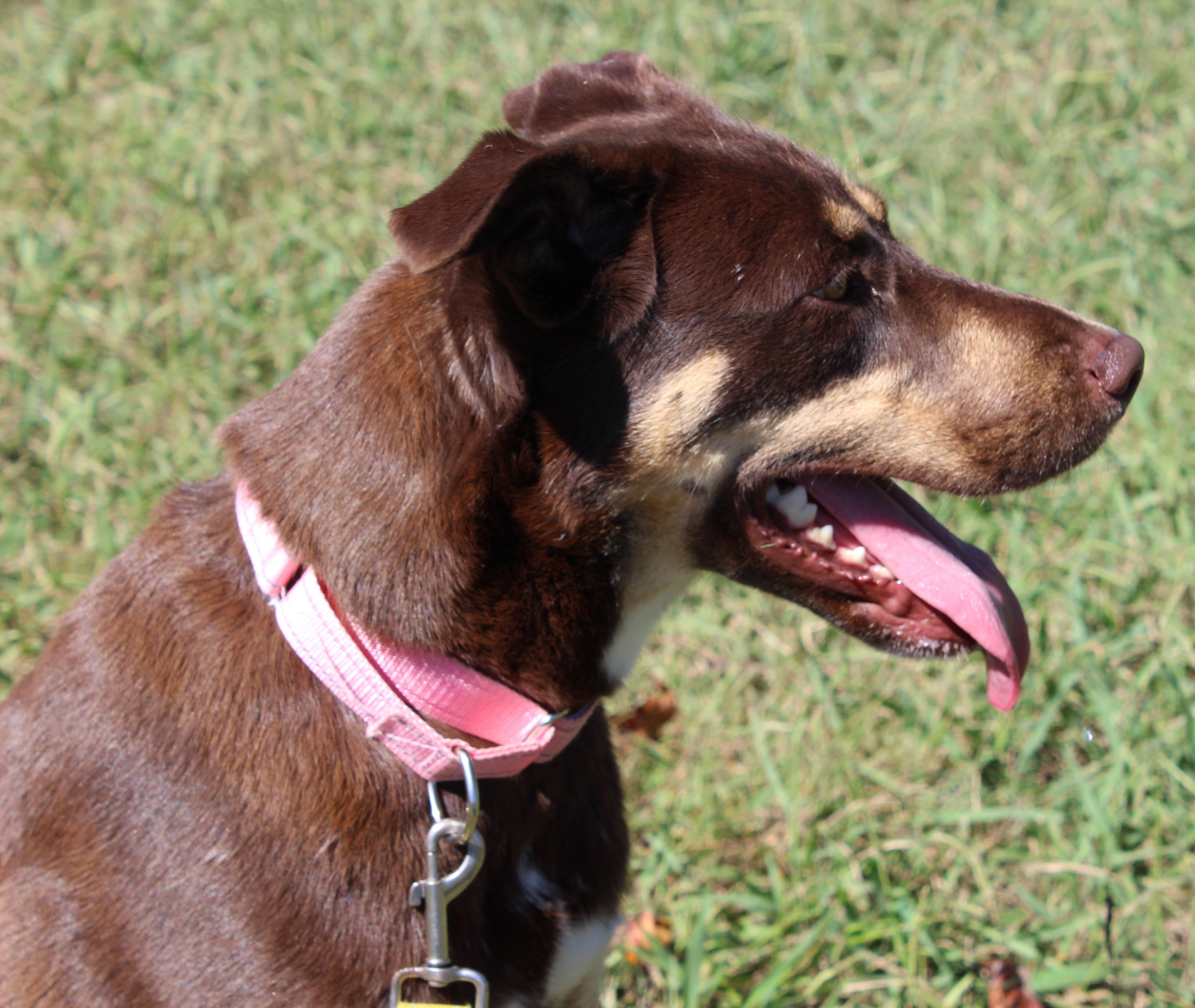Enlarge Luna, a Adopted mixed breed in Lebanon, TN image 3/5