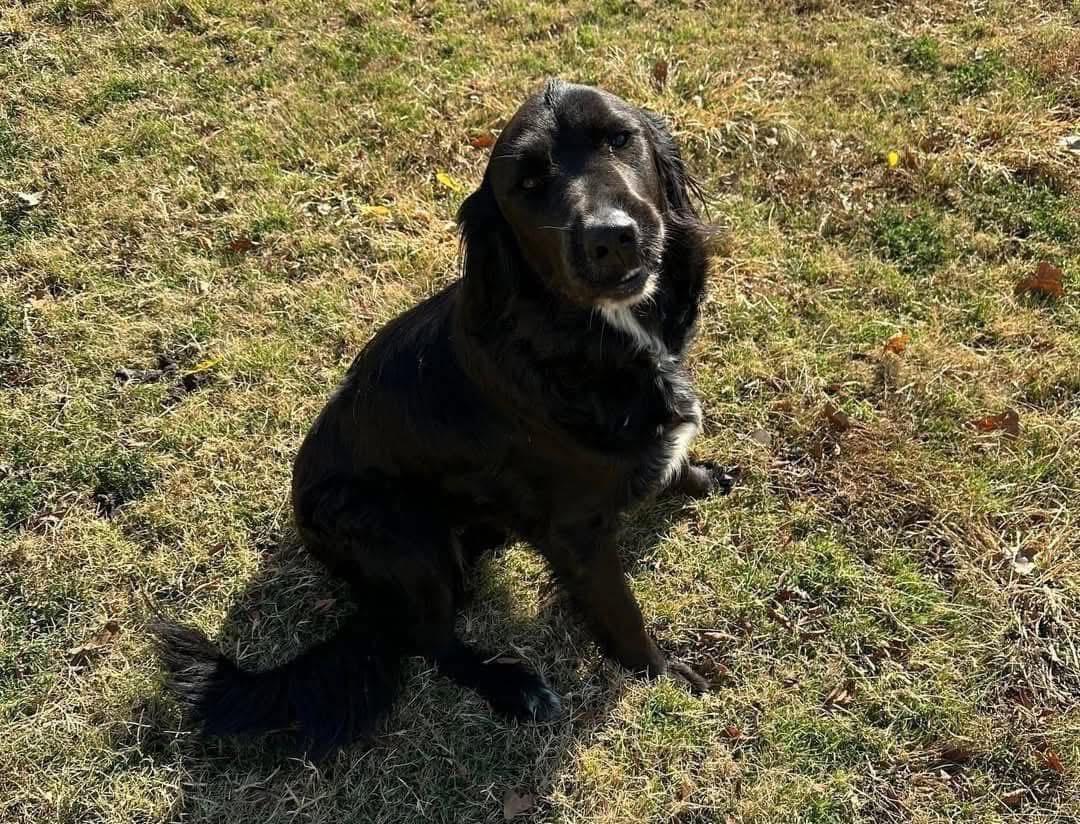 Stella