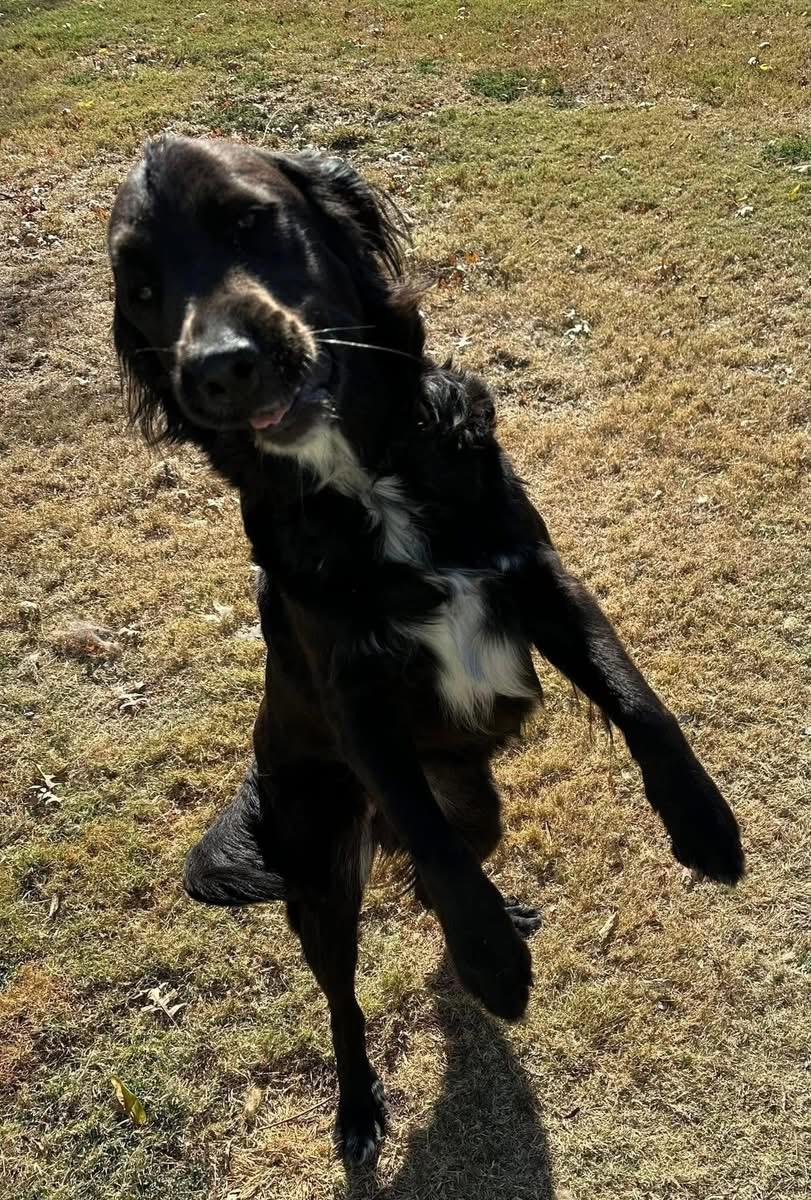 Stella