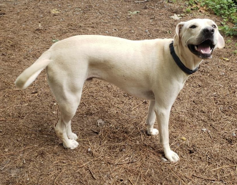 Skeeter, a Adoptable mixed breed in Little Rock, AR image 3/6