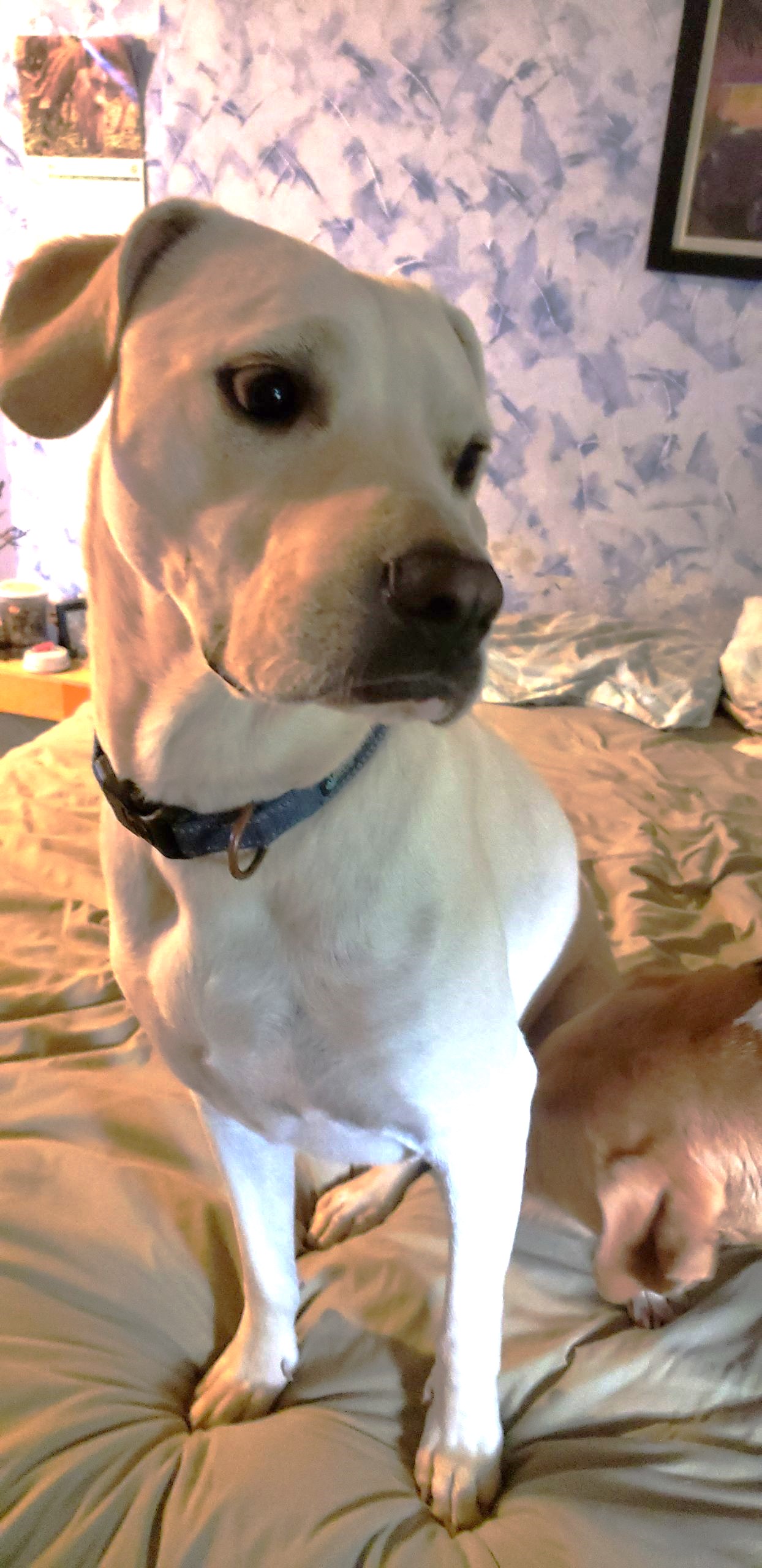 Skeeter, a Adoptable mixed breed in Little Rock, AR image 4/6