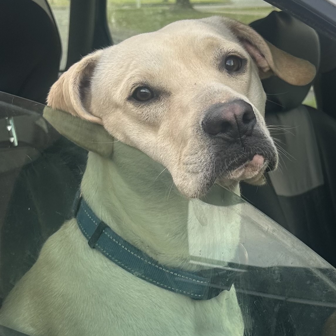 Skeeter, a Adoptable mixed breed in Little Rock, AR image 1/6