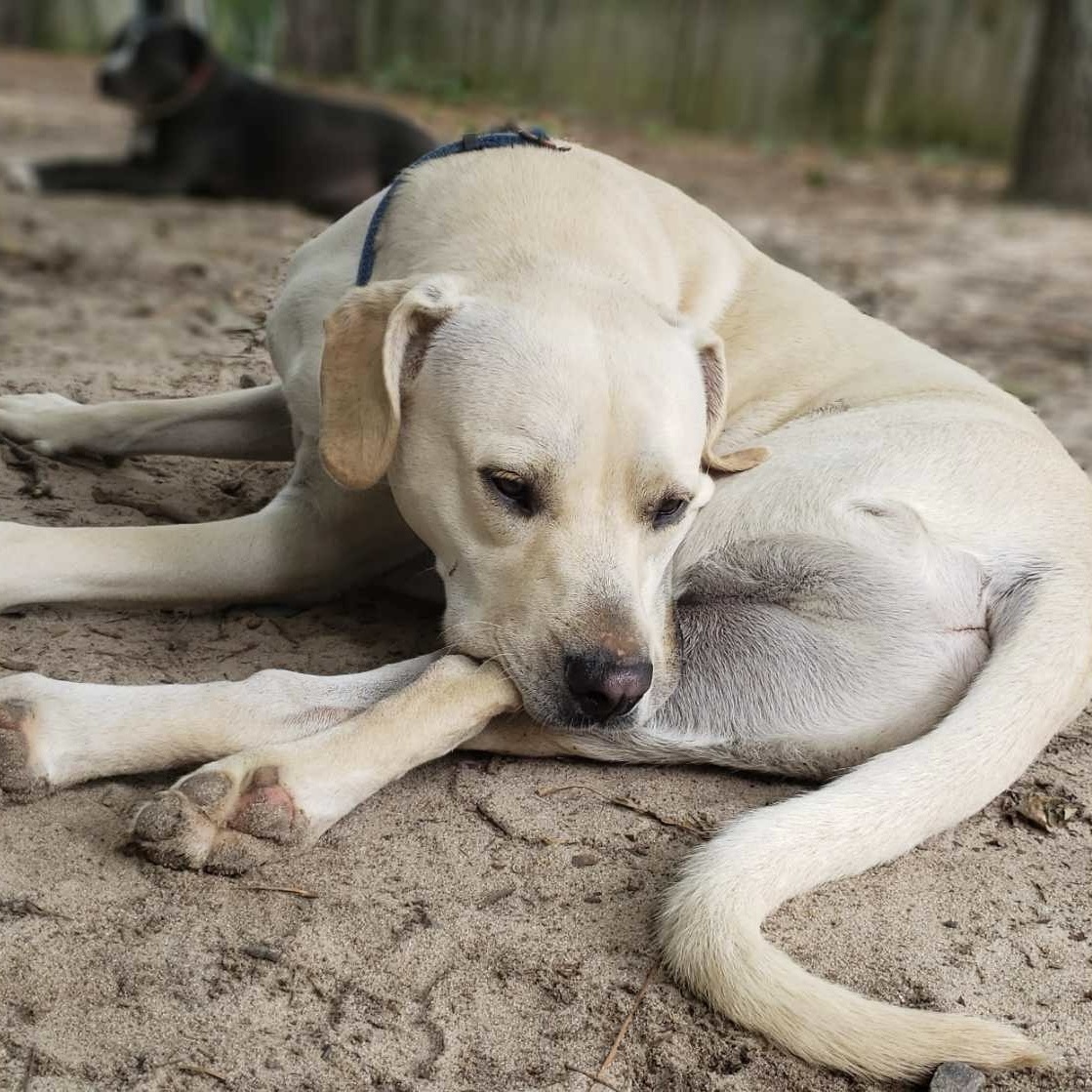 Skeeter, a Adoptable mixed breed in Little Rock, AR image 5/6