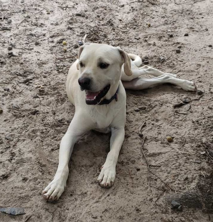 Skeeter, a Adoptable mixed breed in Little Rock, AR image 6/6