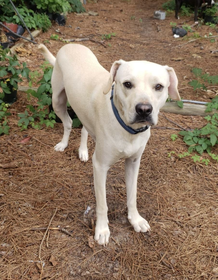 Skeeter, a Adoptable mixed breed in Little Rock, AR image 2/6
