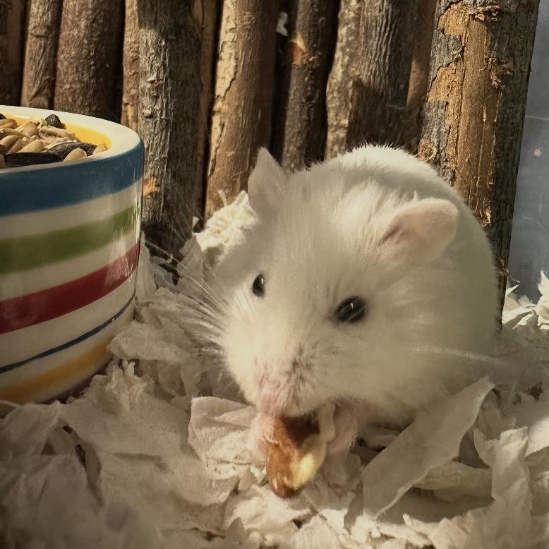 Enlarge Moon Pie, a ADOPTABLE Dwarf Hamster in Minneapolis, MN image 1/4