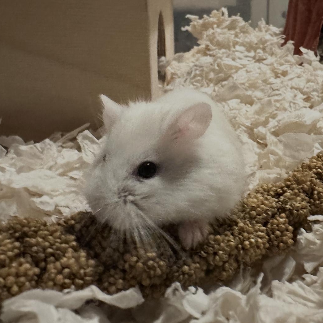 Enlarge Moon Pie, a ADOPTABLE Dwarf Hamster in Minneapolis, MN image 3/4