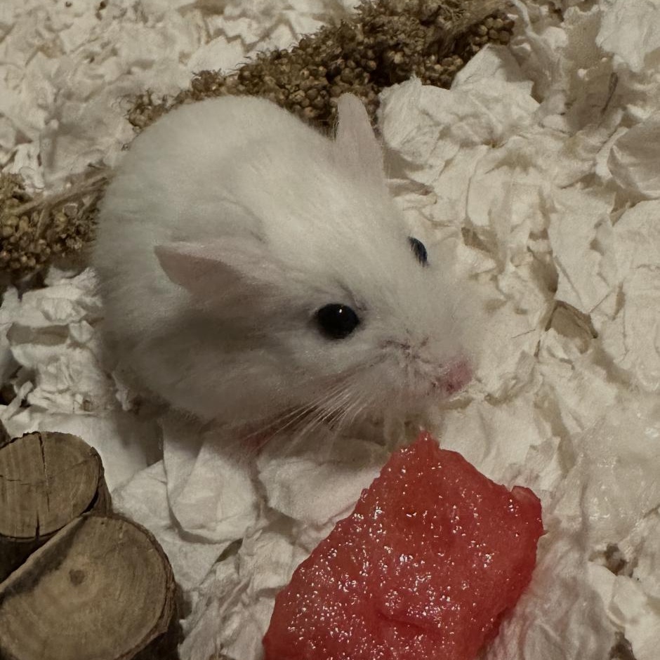 Enlarge Moon Pie, a ADOPTABLE Dwarf Hamster in Minneapolis, MN image 2/4