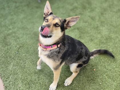 Shawna, Adoptable, Adult Female Catahoula Leopard Dog & Mixed Breed.