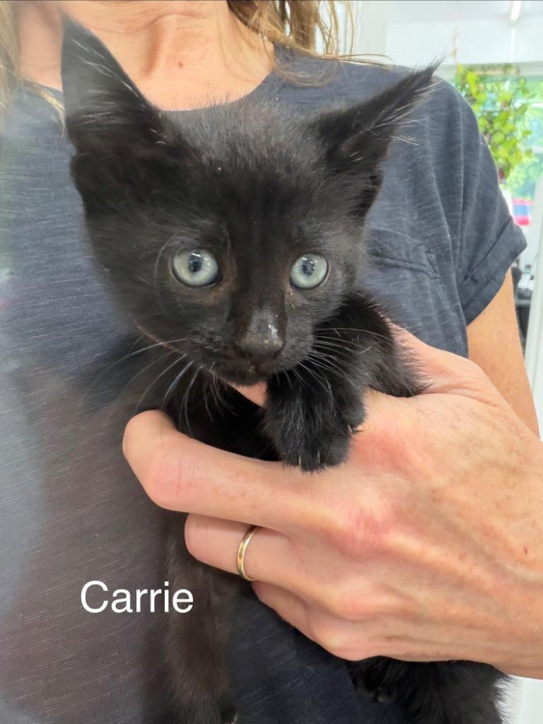 Enlarge Carrie, a Adoptable mixed breed in Glenfield, NY image 1/1