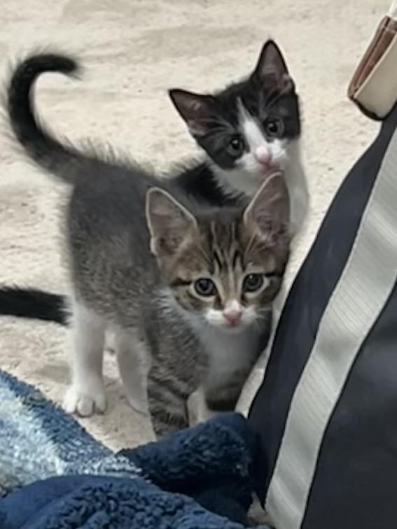 Enlarge Kittens on wheels!, a Adoptable Domestic Short Hair in Houston, TX image 5/5