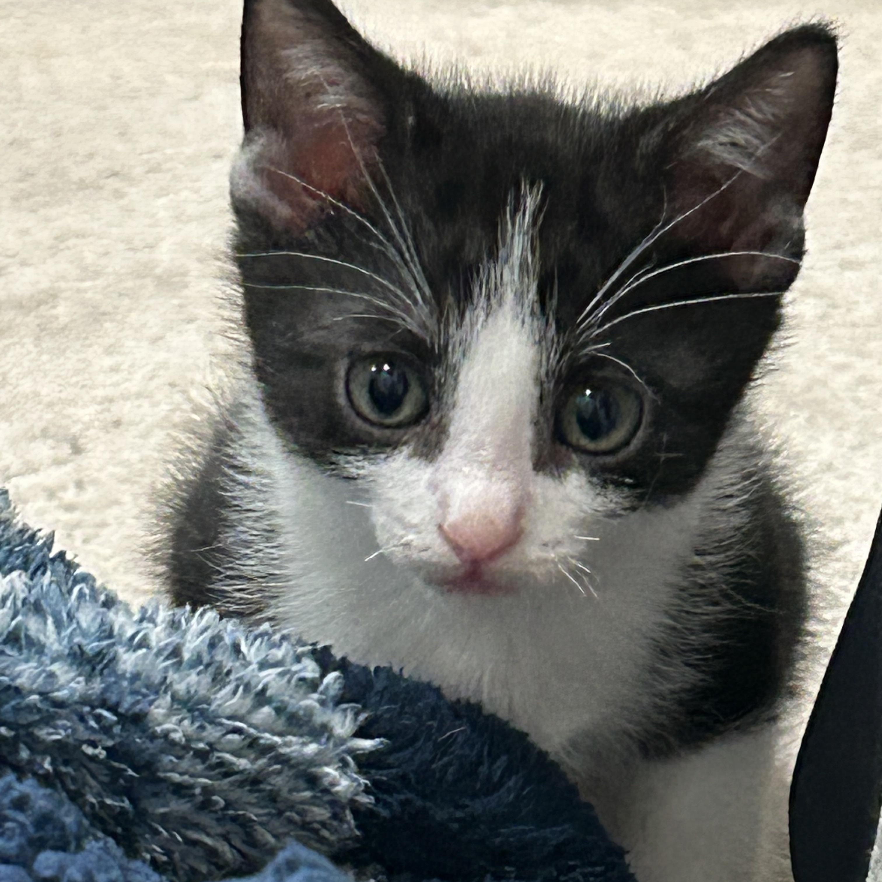 Enlarge Kittens on wheels!, a Adoptable Domestic Short Hair in Houston, TX image 4/5