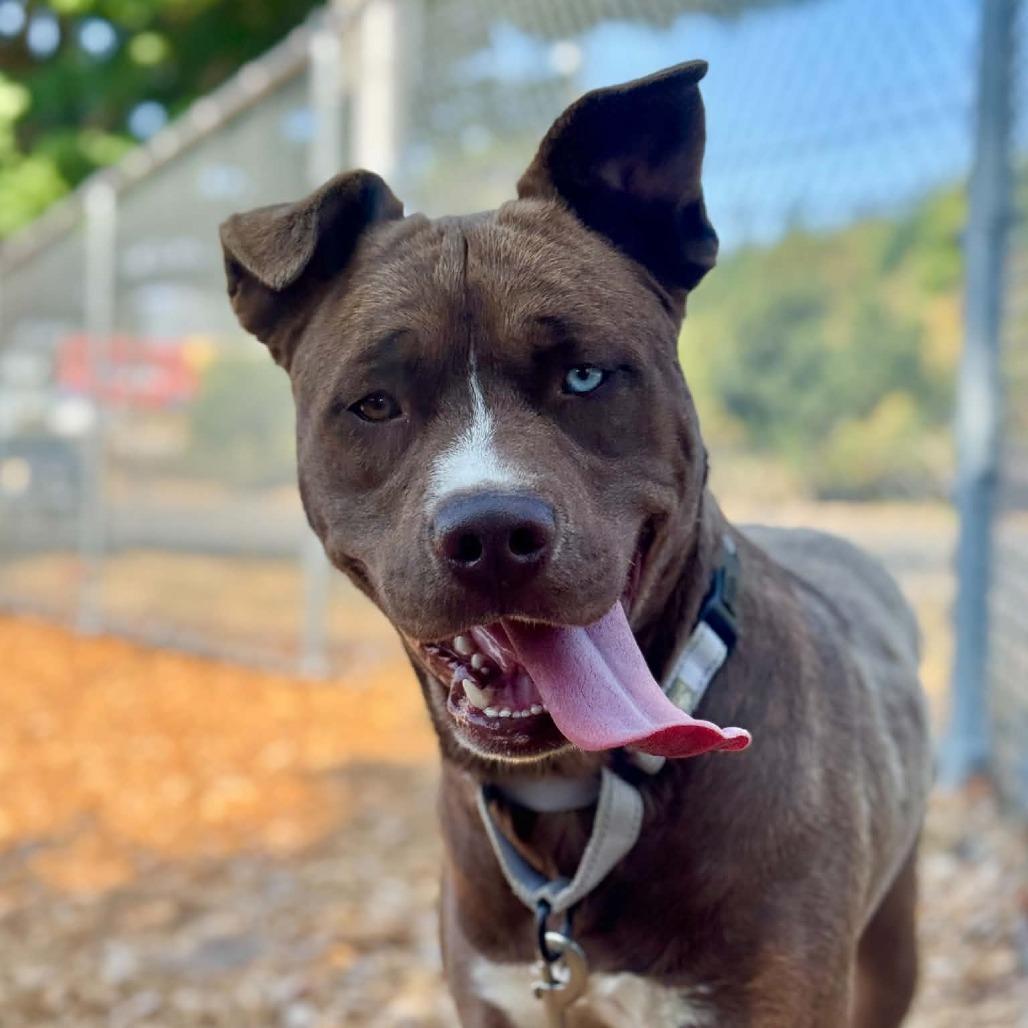 Edgar, Adoptable, Young Male Mixed Breed.