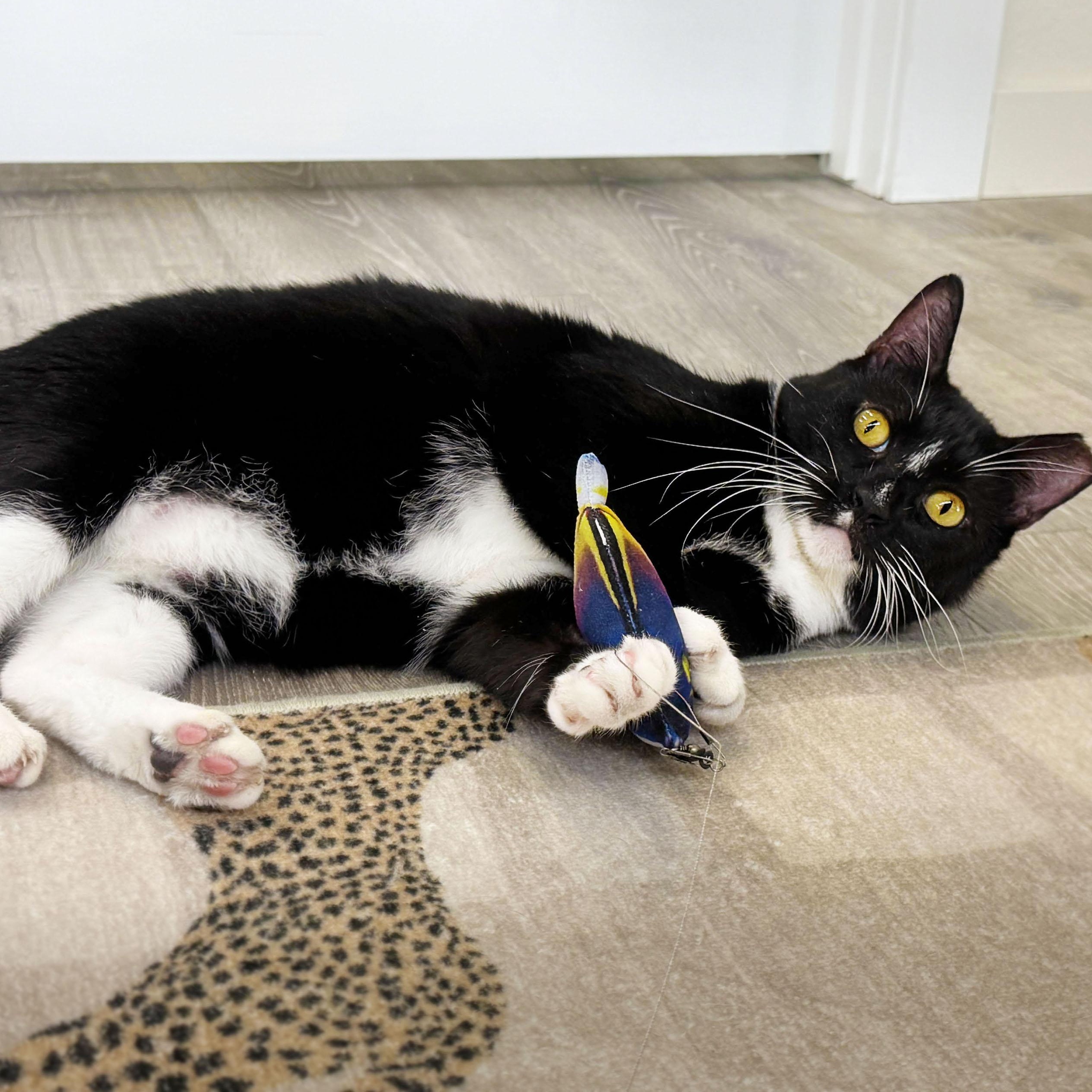 Enlarge Bobbie, a Adoptable mixed breed in San Carlos, CA image 3/5